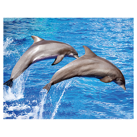 Animale marine - Magnet 3D Delfin 7x9 cm