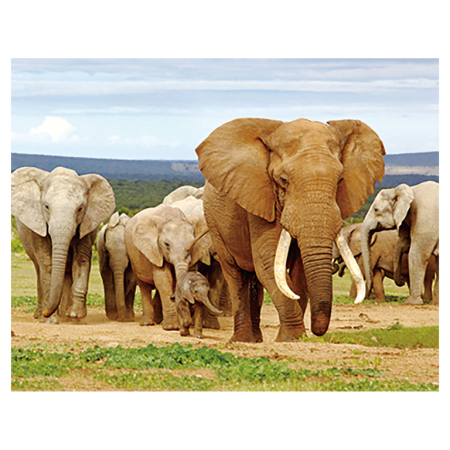 Magneti 3D - Magnet 3D Elefant 7x9 cm