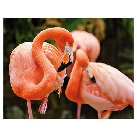 Magneti 3D - Magnet 3D Flamingo 7x9 cm