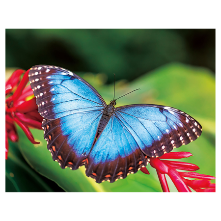 Magneti 3D - Magnet 3D Fluture 7x9 cm