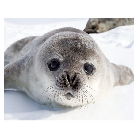 Animale marine - Magnet 3D foca 7x9 cm