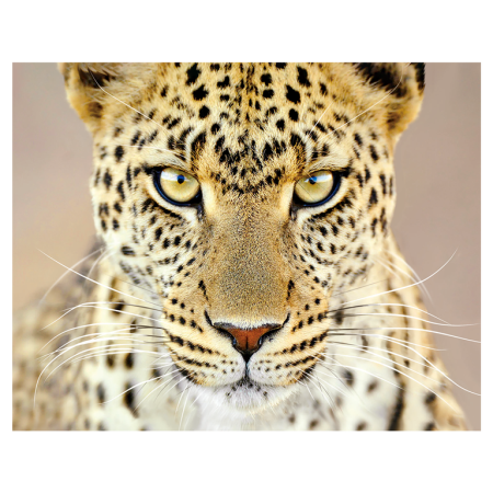 Magneti 3D - Magnet 3D Ghepard 7x9 cm