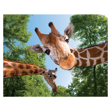 Magneti 3D - Magnet 3D Girafa 7x9 cm