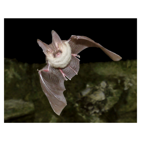 Magneti 3D - Magnet 3D Liliac 7x9 cm