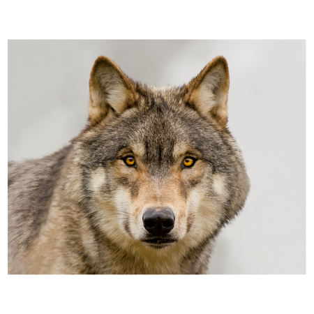 Magneti 3D - Magnet 3D Lup 7x9 cm