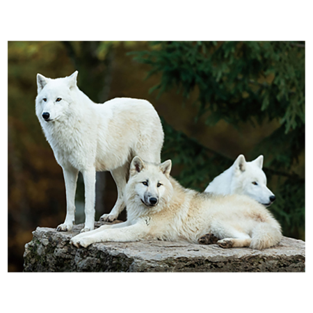 Animale salbatice - Magnet 3D Lup Alb 7x9 cm