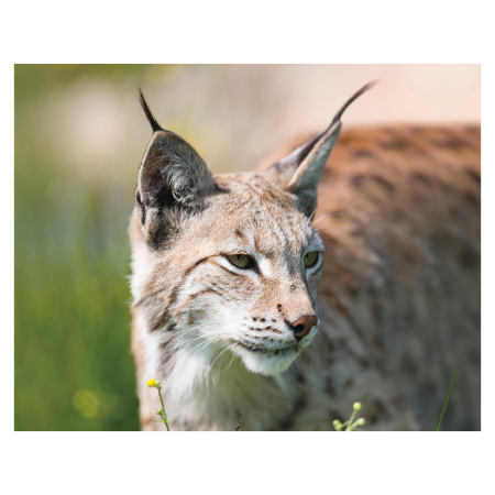 Magneti 3D - Magnet 3D Lynx 7x9 cm