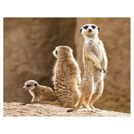 Magneti 3D - Magnet 3D Meerkat 7x9 cm