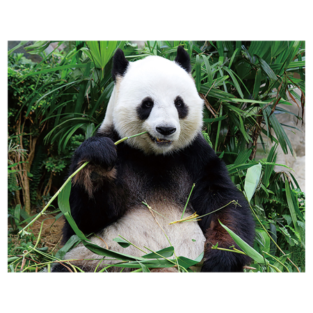 Magneti 3D - Magnet 3D Panda 7x9 cm