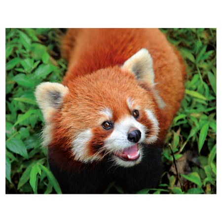 Magneti 3D - Magnet 3D Panda Rosu 7x9 cm