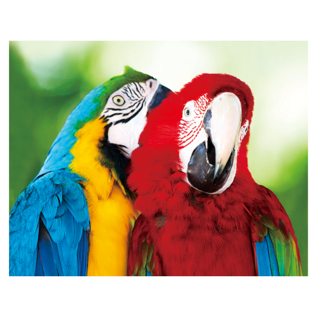 Magneti 3D - Magnet 3D Papagal 7x9 cm