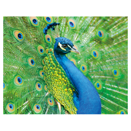 Magneti 3D - Magnet 3D Paun 7x9 cm