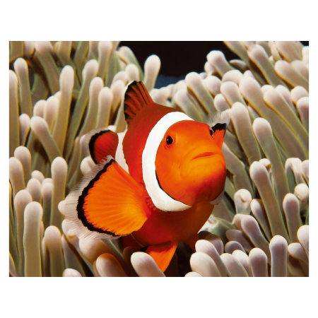 Animale marine - Magnet 3D Peste clovn 7x9 cm