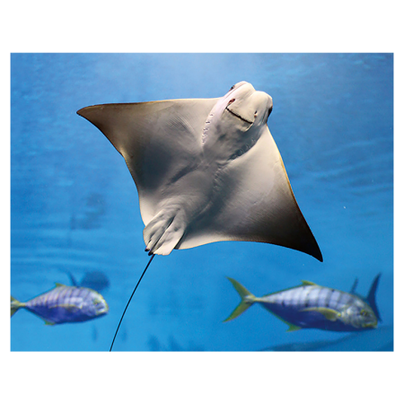 Animale marine - Magnet 3D Pisica de mare 7x9 cm