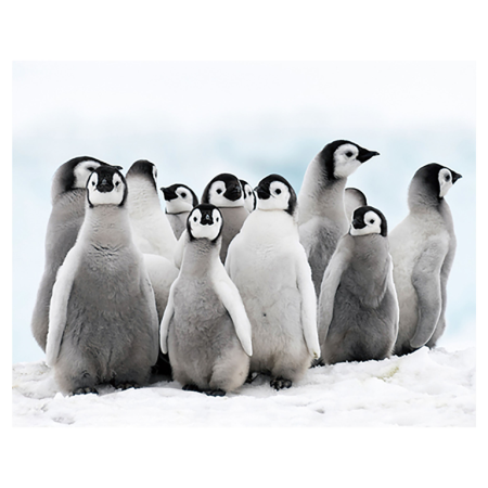 Animale marine - Magnet 3D Pui de Pinguin 7x9 cm