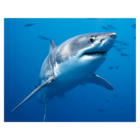 Animale marine - Magnet 3D Rechin 7x9 cm