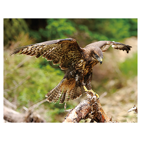 Pasari - Magnet 3D Șoim 7x9cm