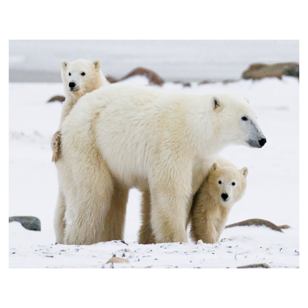 Animale marine - Magnet 3D Urs Polar 7x9 cm