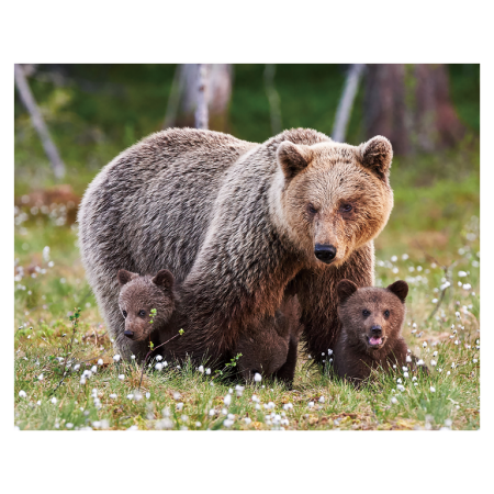 Magneti 3D - Magnet 3D Ursulet Brun 7x9 cm