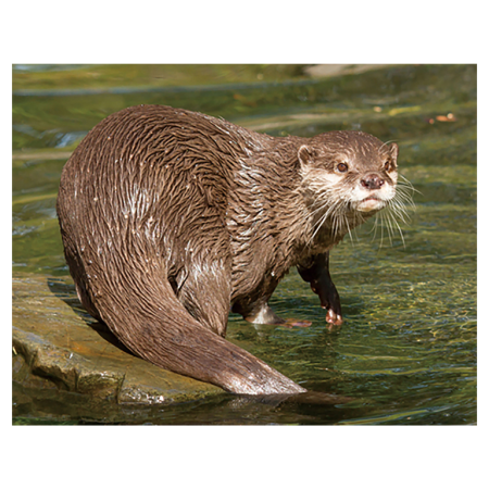 Animale salbatice - Magnet 3D Vidra 7x9 cm