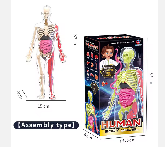 Schelet Fosforescent „Glow-in-the-Dark” – Decor cu Impact & Spectacol Nocturn [3]