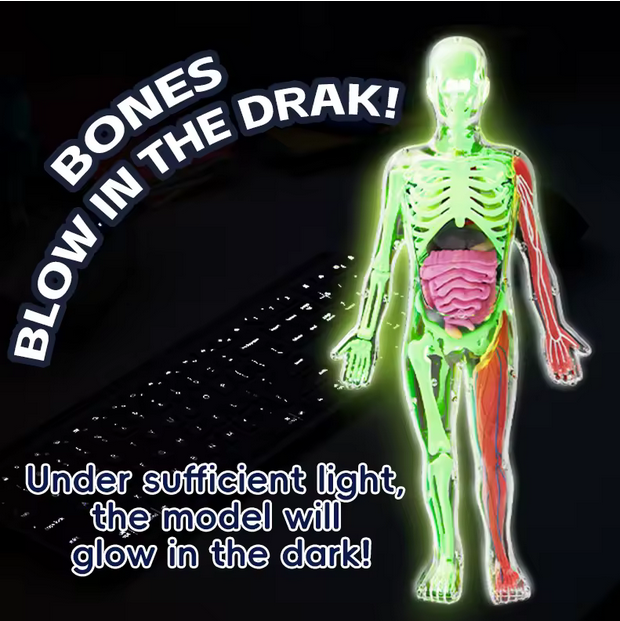 Schelet Fosforescent „Glow-in-the-Dark” – Decor cu Impact & Spectacol Nocturn [4]