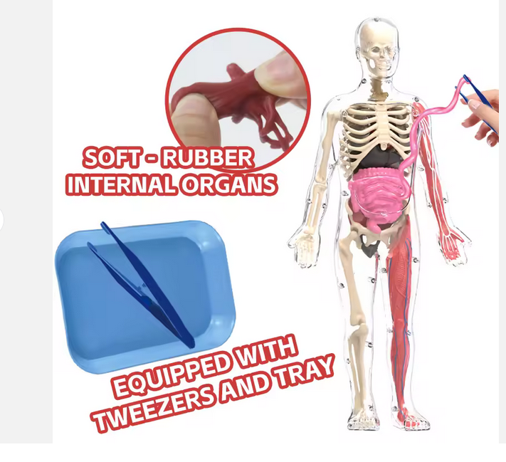 Schelet Fosforescent „Glow-in-the-Dark” – Decor cu Impact & Spectacol Nocturn [2]