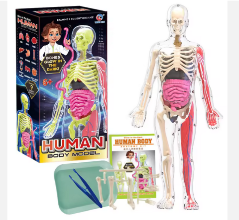 Jucării - Schelet Fosforescent „Glow-in-the-Dark” – Decor cu Impact & Spectacol Nocturn